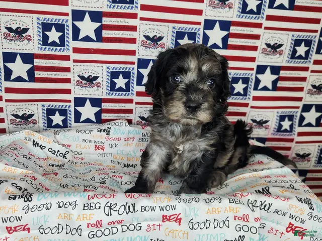Cavapoo dogs for sale: Buddy - Ad 2