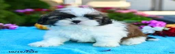 Shih Tzu dogs for sale: Allyssa - Ad 4
