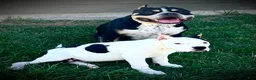 American Bully dogs for sale: American Bully Puppy 1 - Ad 36