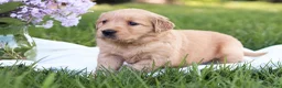 Golden Retriever dogs for sale: Golden Retriever Puppy 5 - Ad 3