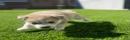 Alaskan Klee Kai dogs for sale: Rhaella - Ad 7