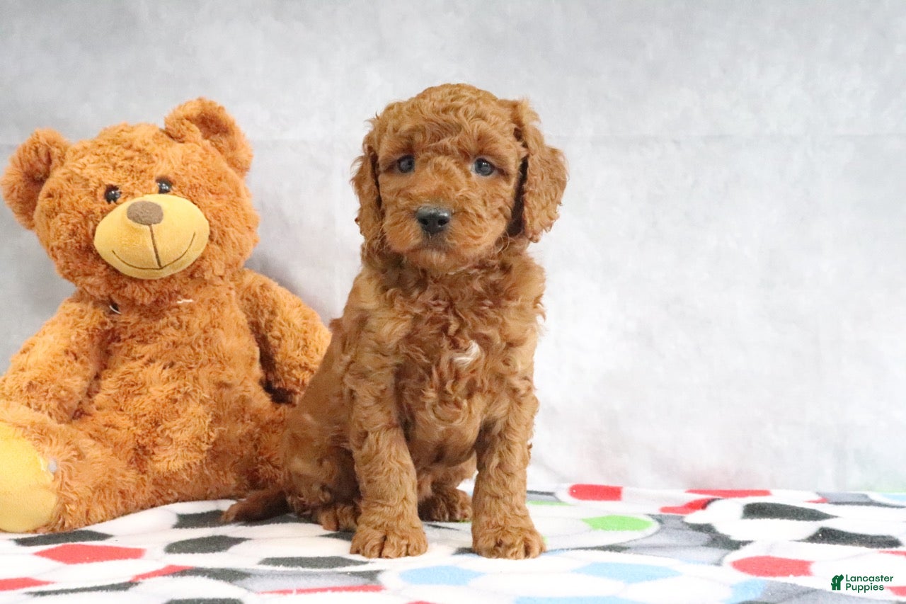 Mini Goldendoodle dogs Allie - Ad 1