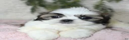Shih Tzu dogs for sale: Shih Tzu 4 - Ad 4