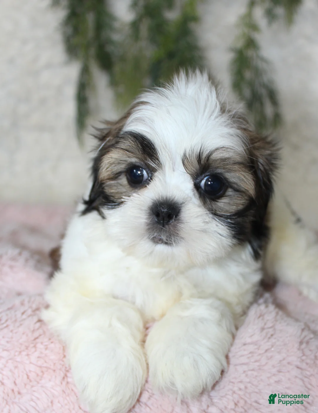 Shih Tzu dogs for sale: Shih Tzu 4 - Ad 4
