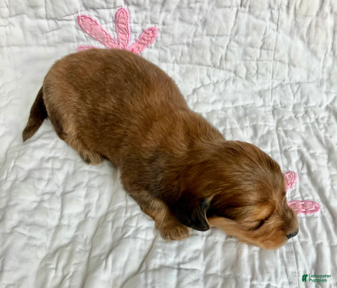 Miniature Dachshund dogs for sale: Coco Bean of St. Wiggles - Ad 6