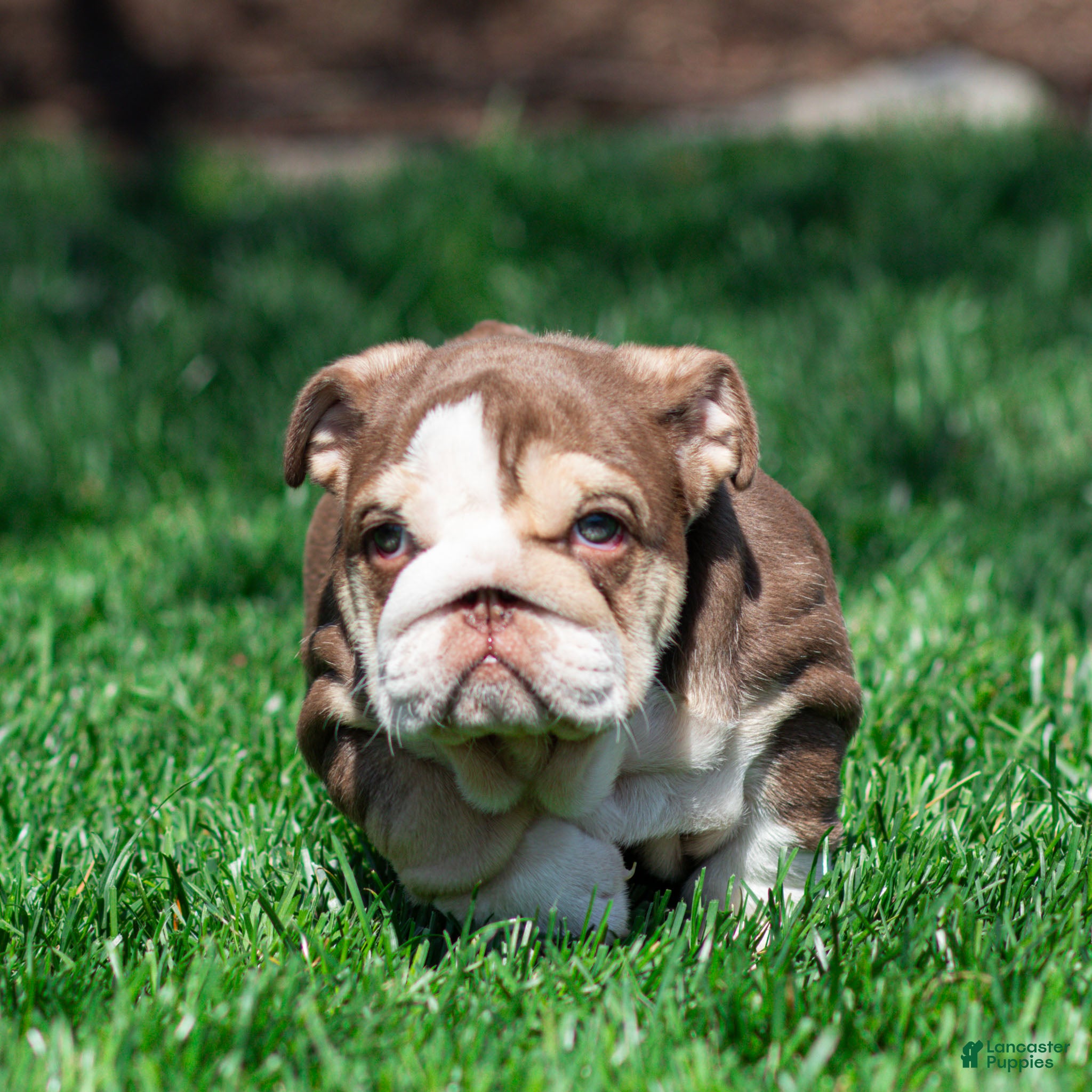 English Bulldog dogs Truffle Bay English Bulldog Puppy  - Ad 2
