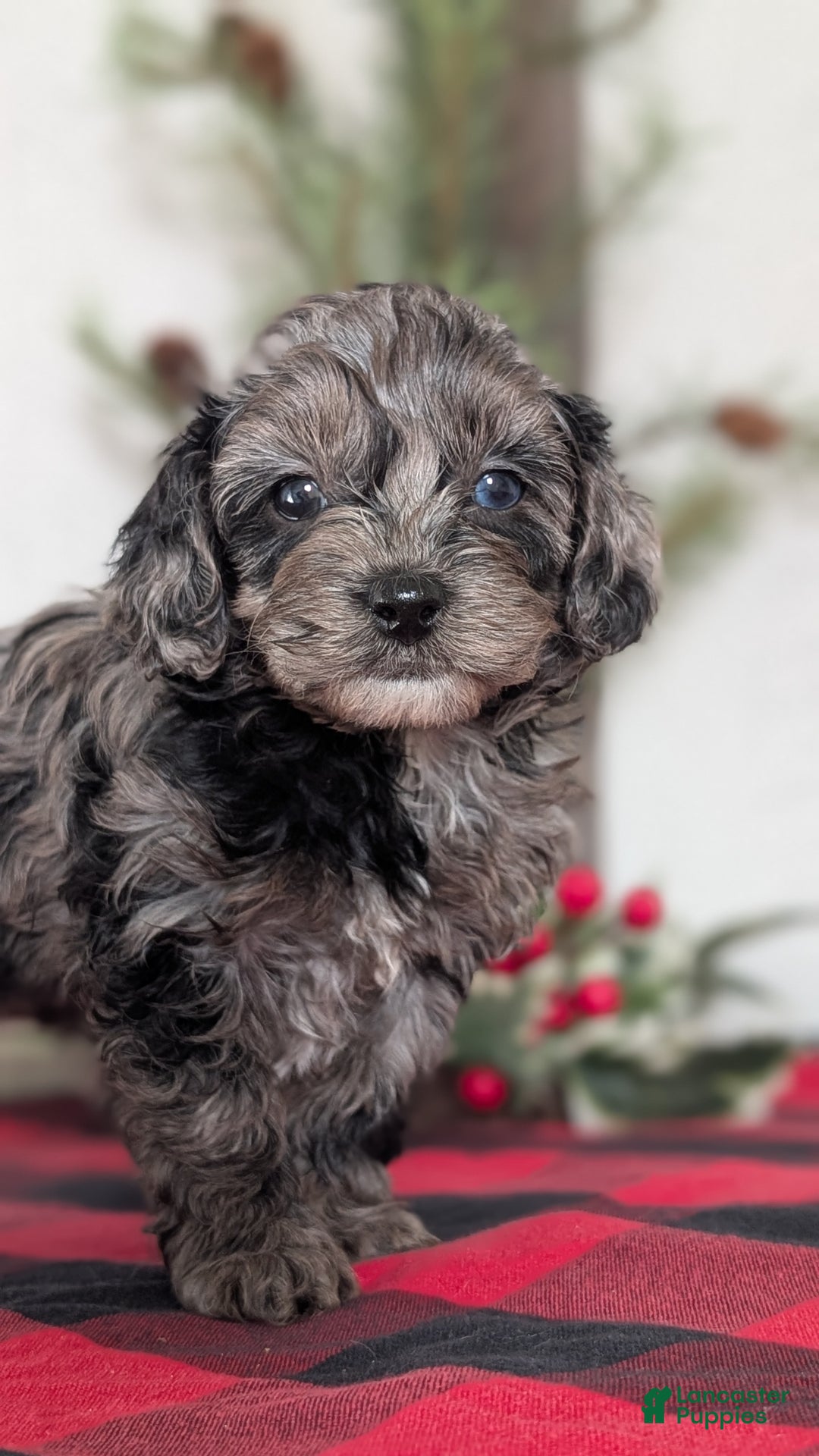 Cockapoo dogs for sale: Sophie - Ad 2