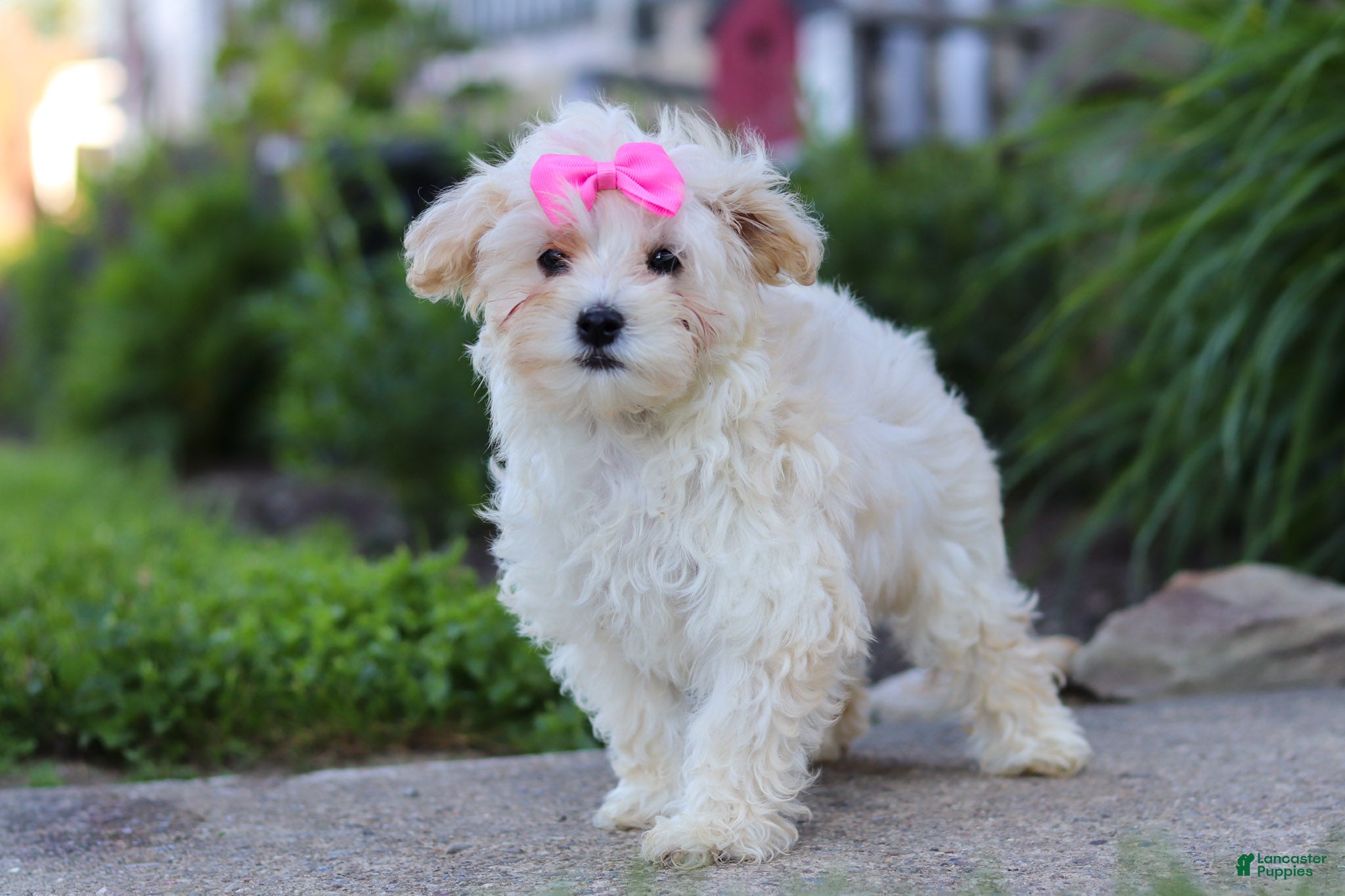 Maltipoo dogs Ana - Ad 2
