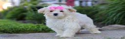 Maltipoo dogs for sale: Ana - Ad 2