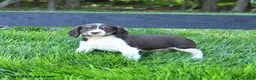 English Springer Spaniel dogs for sale: Gracie - Ad 4