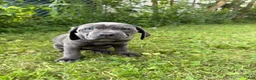 Cane Corso dogs for sale: Cane Corso 5 - Ad 4