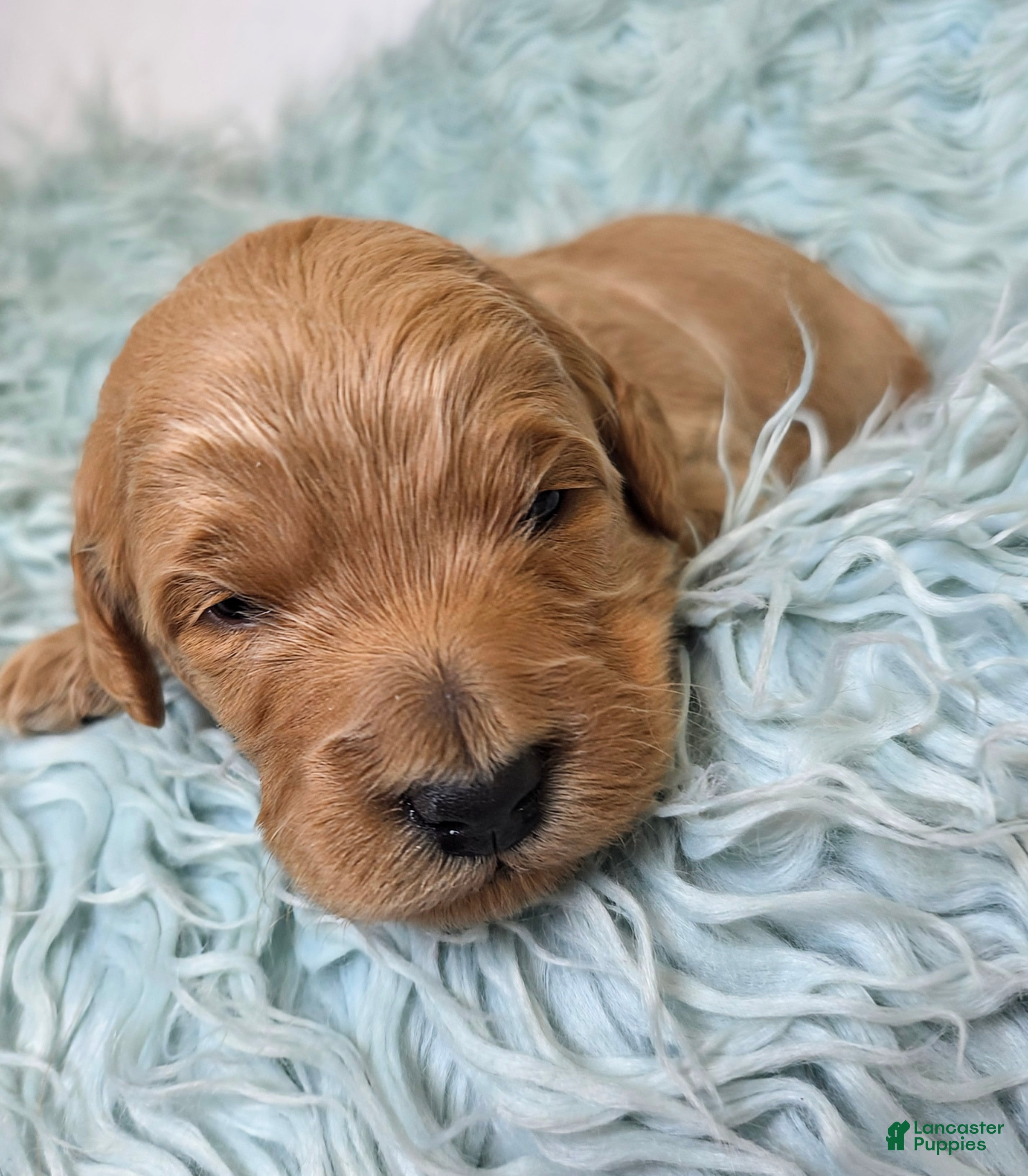 Mini Goldendoodle dogs for sale: Oak - Ad 3