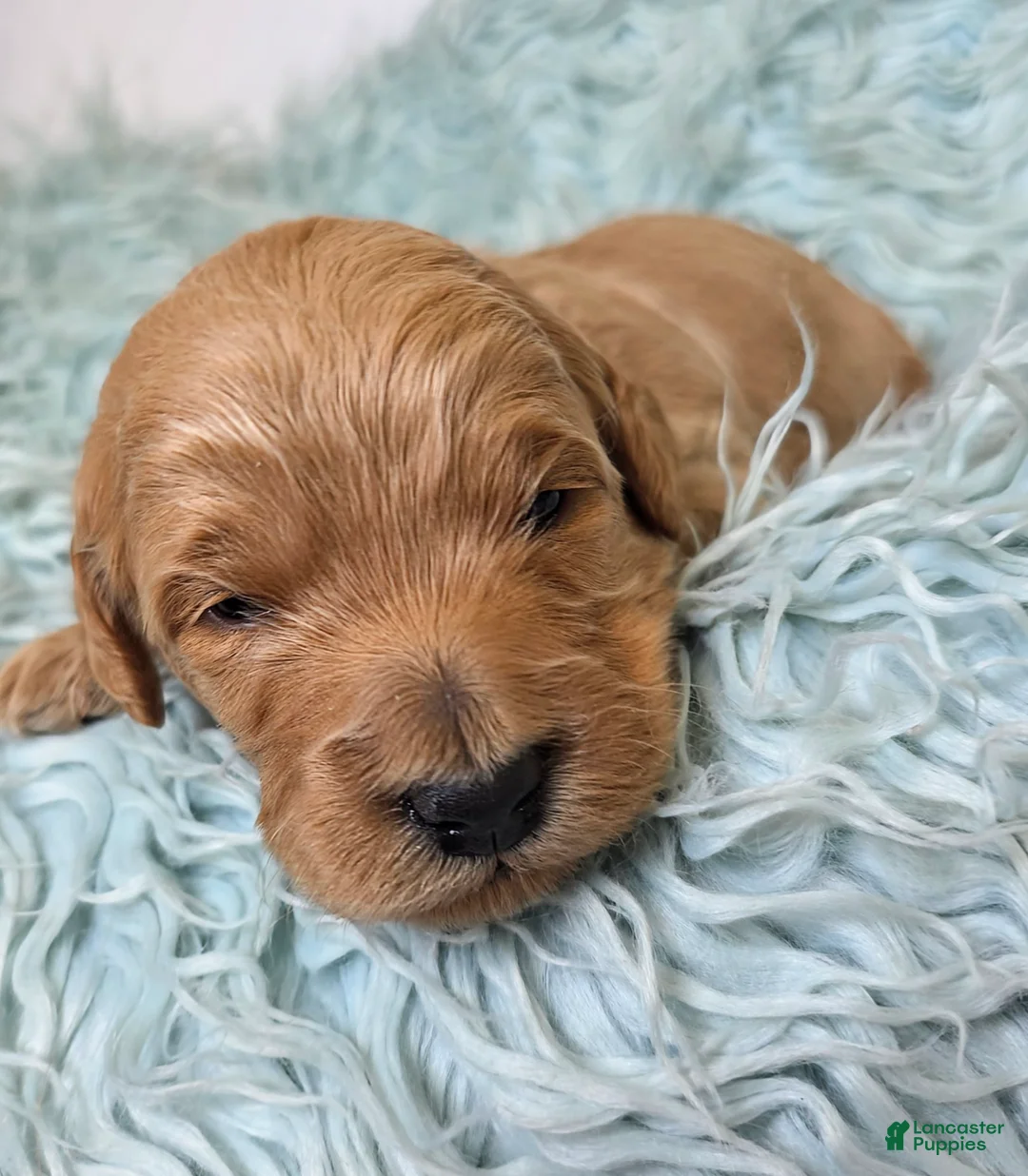 Mini Goldendoodle dogs for sale: Oak - Ad 1