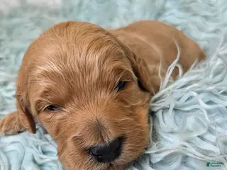 Mini Goldendoodle dogs for sale: Oak - Ad 3