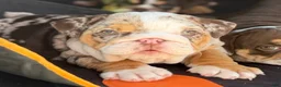 English Bulldog dogs for sale: Miss Calypso - Ad 4