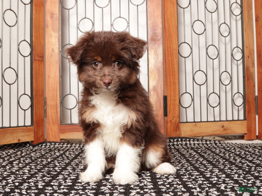 Mini Aussiedoodle dogs Lilly - Darling F1B Mini Aussie Doodle  - Ad 2
