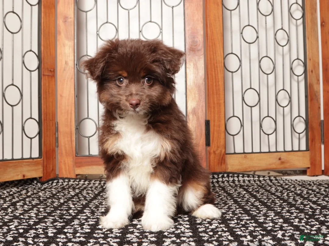 Mini Aussiedoodle dogs for sale: Lilly - Darling F1B Mini Aussie Doodle  - Ad 2