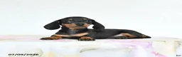 Miniature Dachshund dogs for sale: Rain - Ad 4