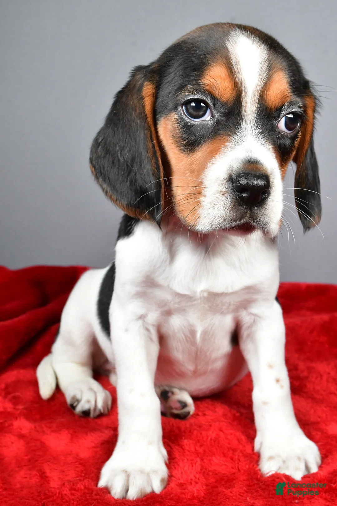 Beagle dogs for sale: Peggy - Ad 4