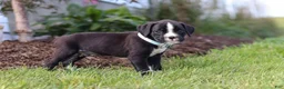 Boxer dogs for sale: Lance - Ad 4