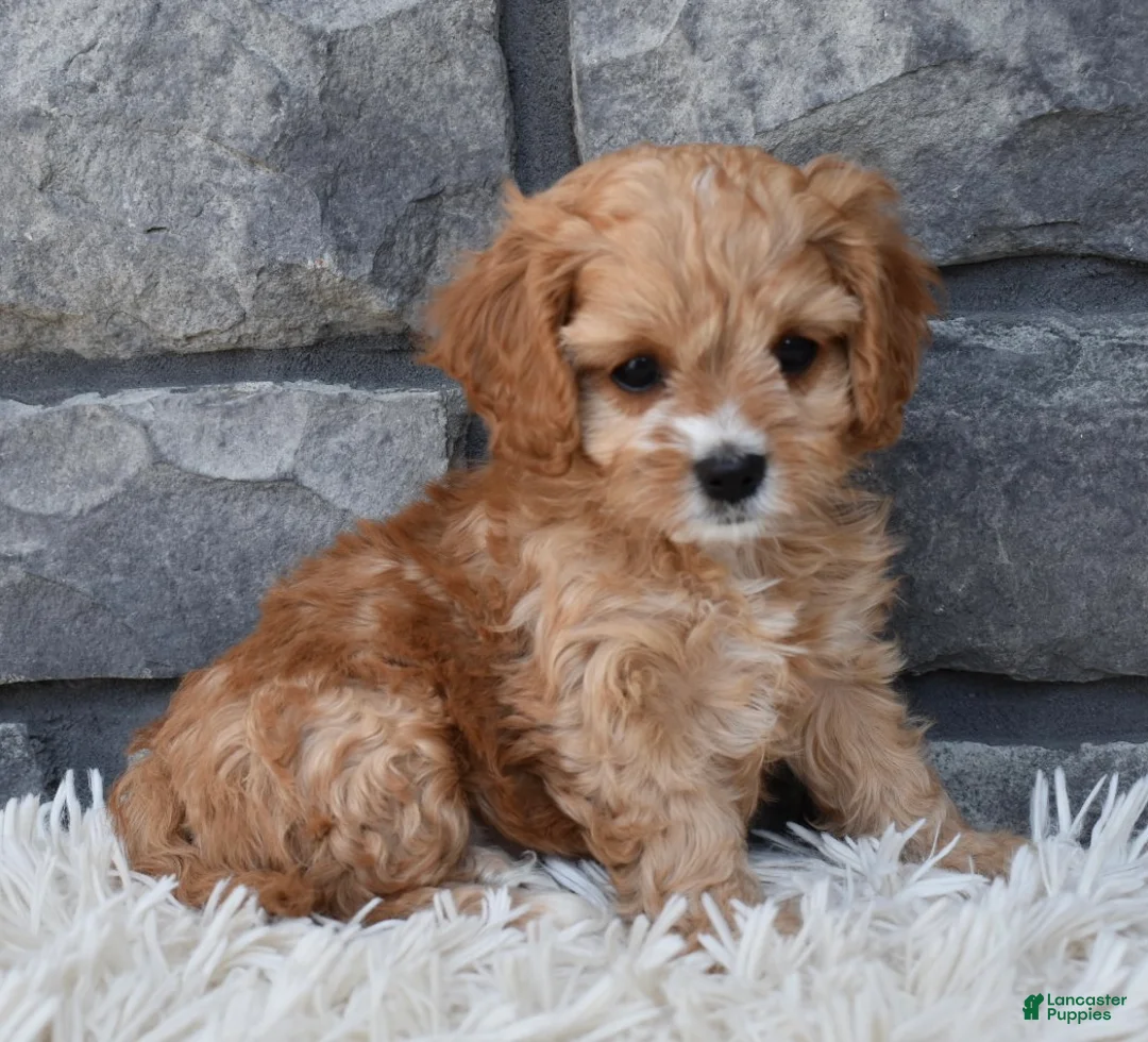 Cavapoo dogs for sale: Skye - Ad 8