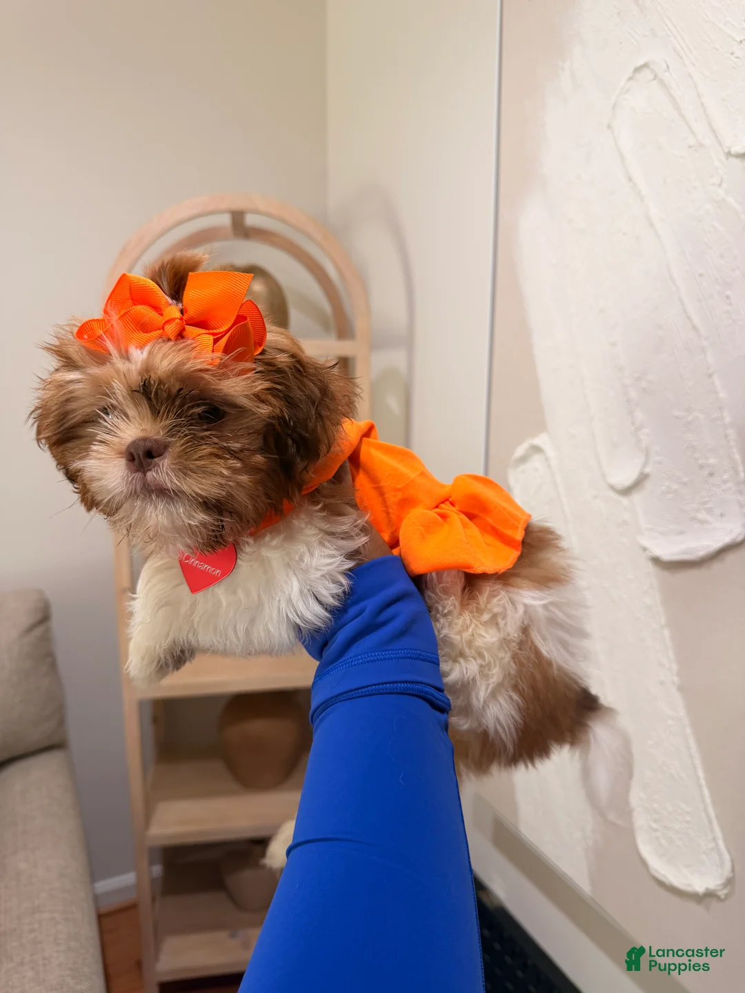 Shih Tzu dogs for sale: Shih Tzu 1 - Ad 1