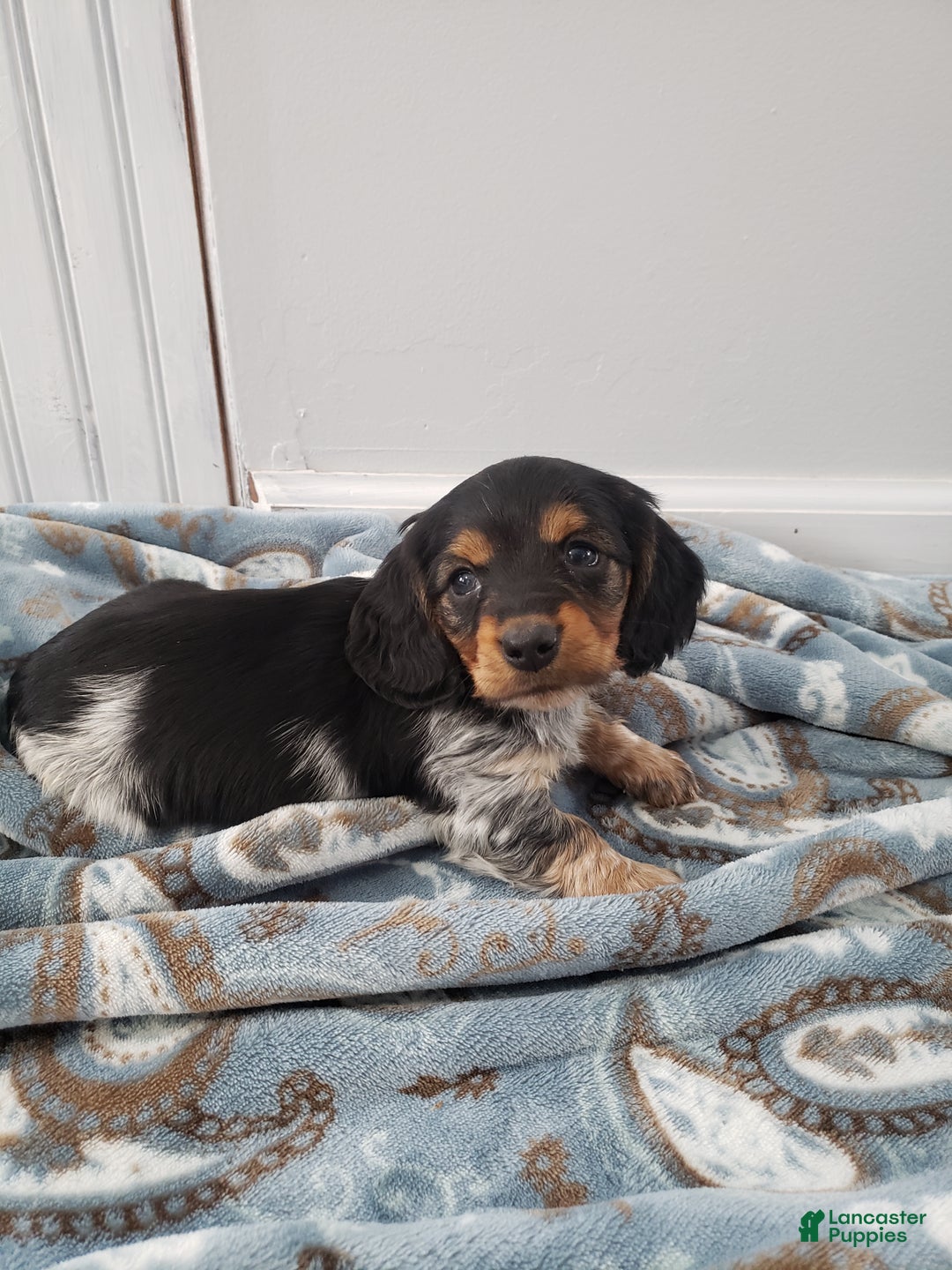 Miniature Dachshund dogs for sale: Theo - Ad 5