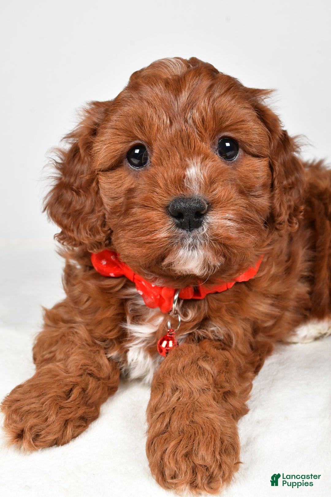 Cavapoo dogs for sale: Jack - Ad 4