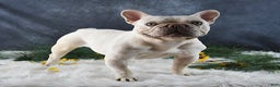 French Bulldog dogs for sale: Amber - Ad 7