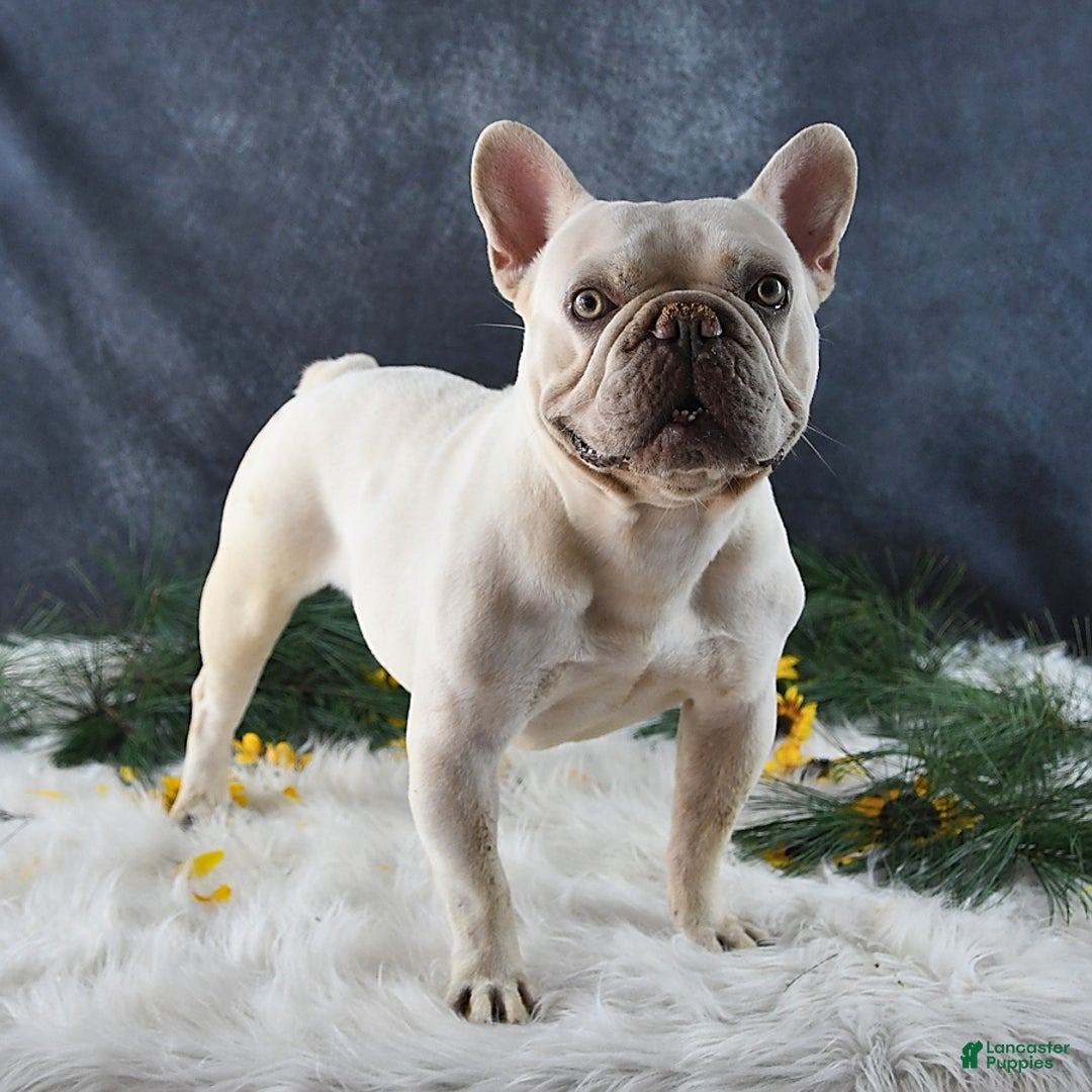 French Bulldog dogs for sale: Amber - Ad 7
