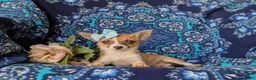 Chihuahua dogs for sale: Amelia 6 lbs Full Grown - Ad 7