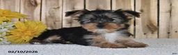 Yorkshire Terrier dogs for sale: Jordan - Ad 4