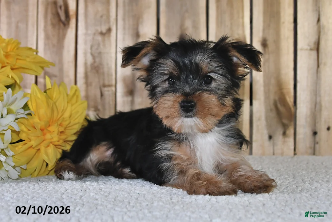 Yorkshire Terrier dogs for sale: Jordan - Ad 4
