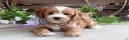 Cavapoo dogs for sale: Corbin - Ad 5