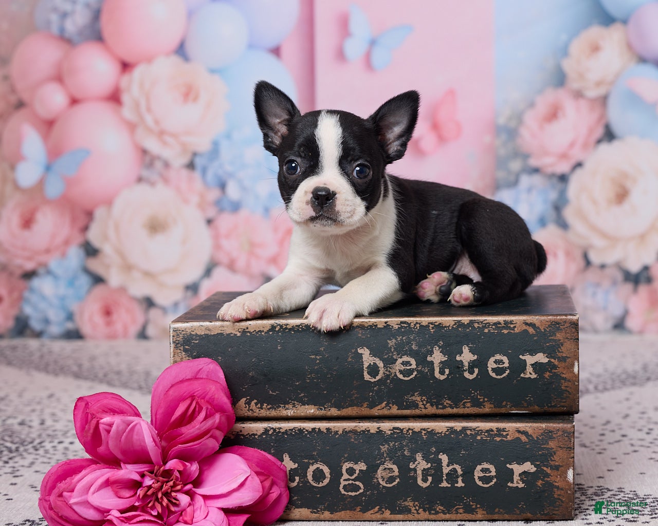 Boston Terrier dogs Petunia - Ad 1