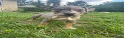 American Pit Bull Terrier dogs for sale: American Pit Bull Terrier 3 - Ad 4