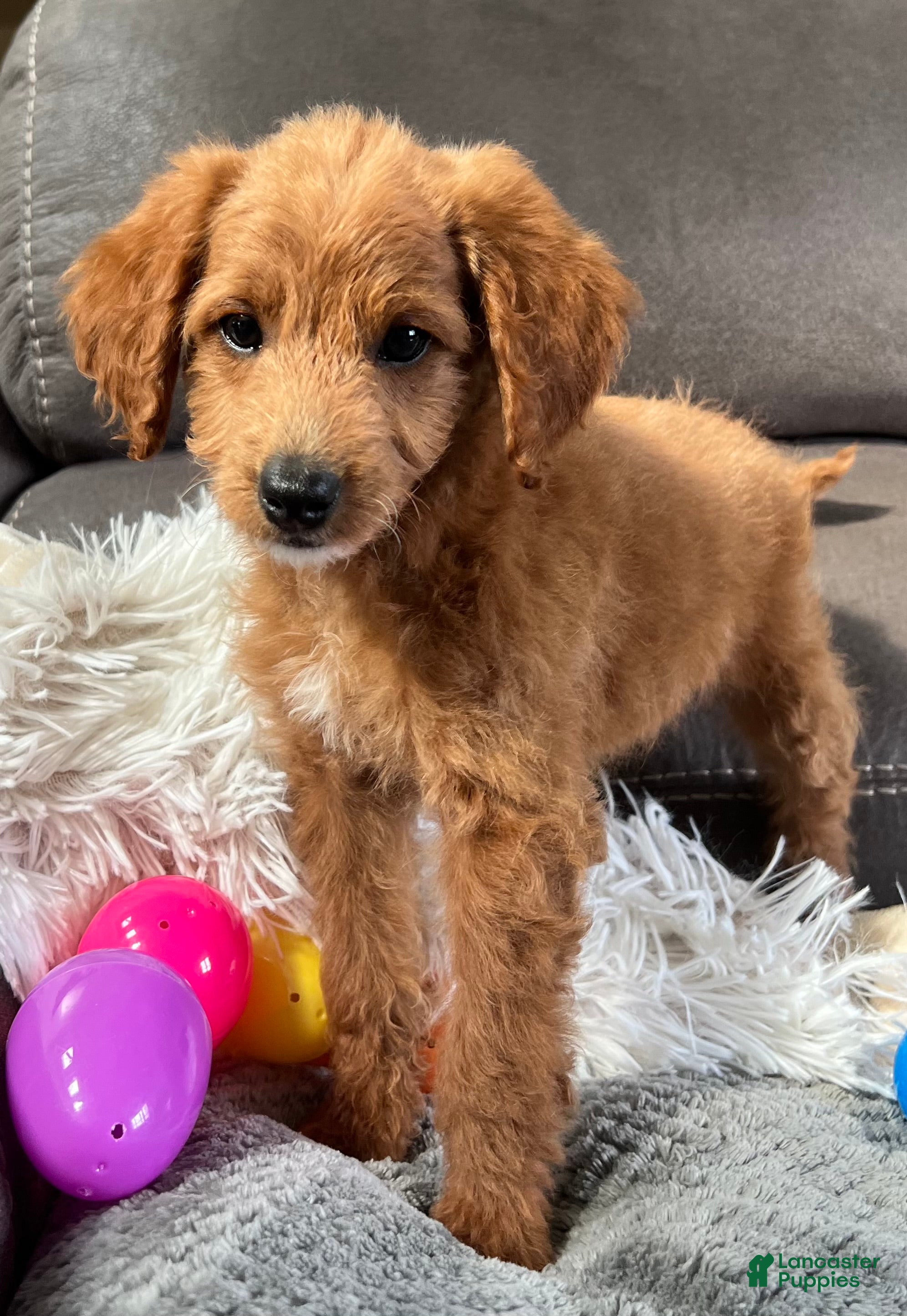 Mini Goldendoodle dogs Lucy (Micro Mini Girl) - Ad 1