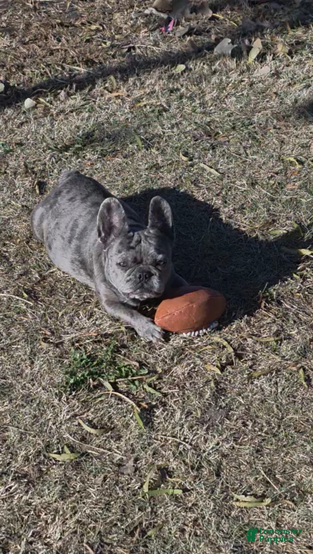 French Bulldog dogs for sale: French Bulldog Puppy 1 - Ad 8
