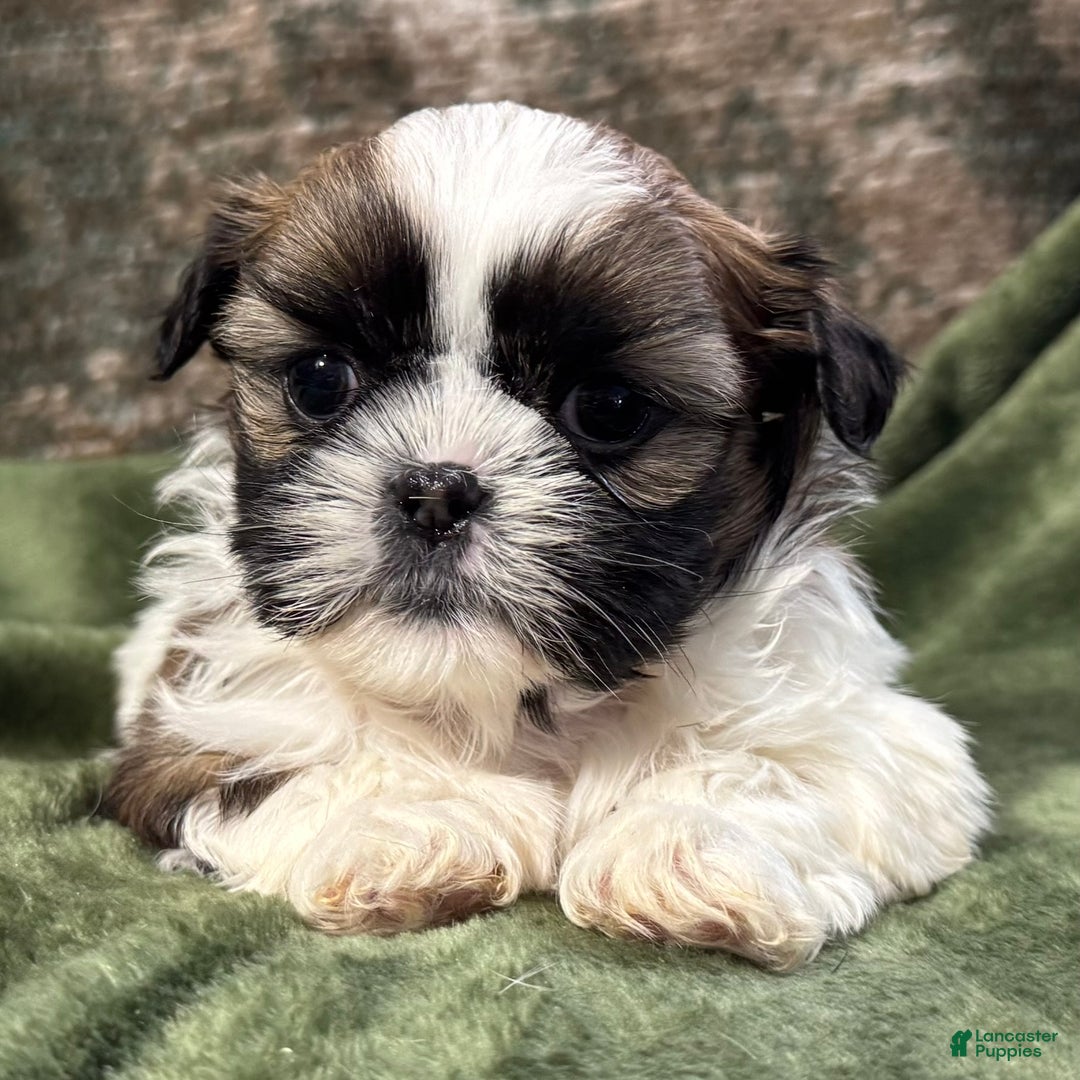 Shih Tzu dogs for sale: Dallas - Ad 3