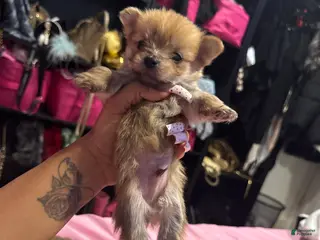 Mixed Breed dogs Lux - Ad 38