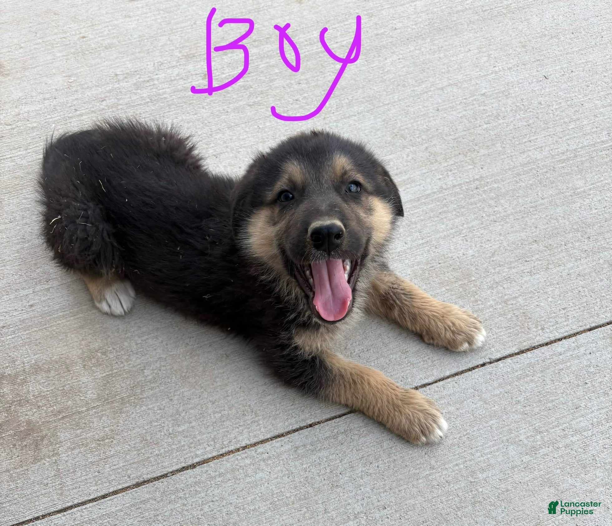 Mixed Breed dogs Mixed Breed 5 - Ad 7