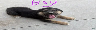 Mixed Breed 5