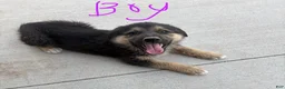 Mixed Breed dogs for sale: Mixed Breed 5 - Ad 1