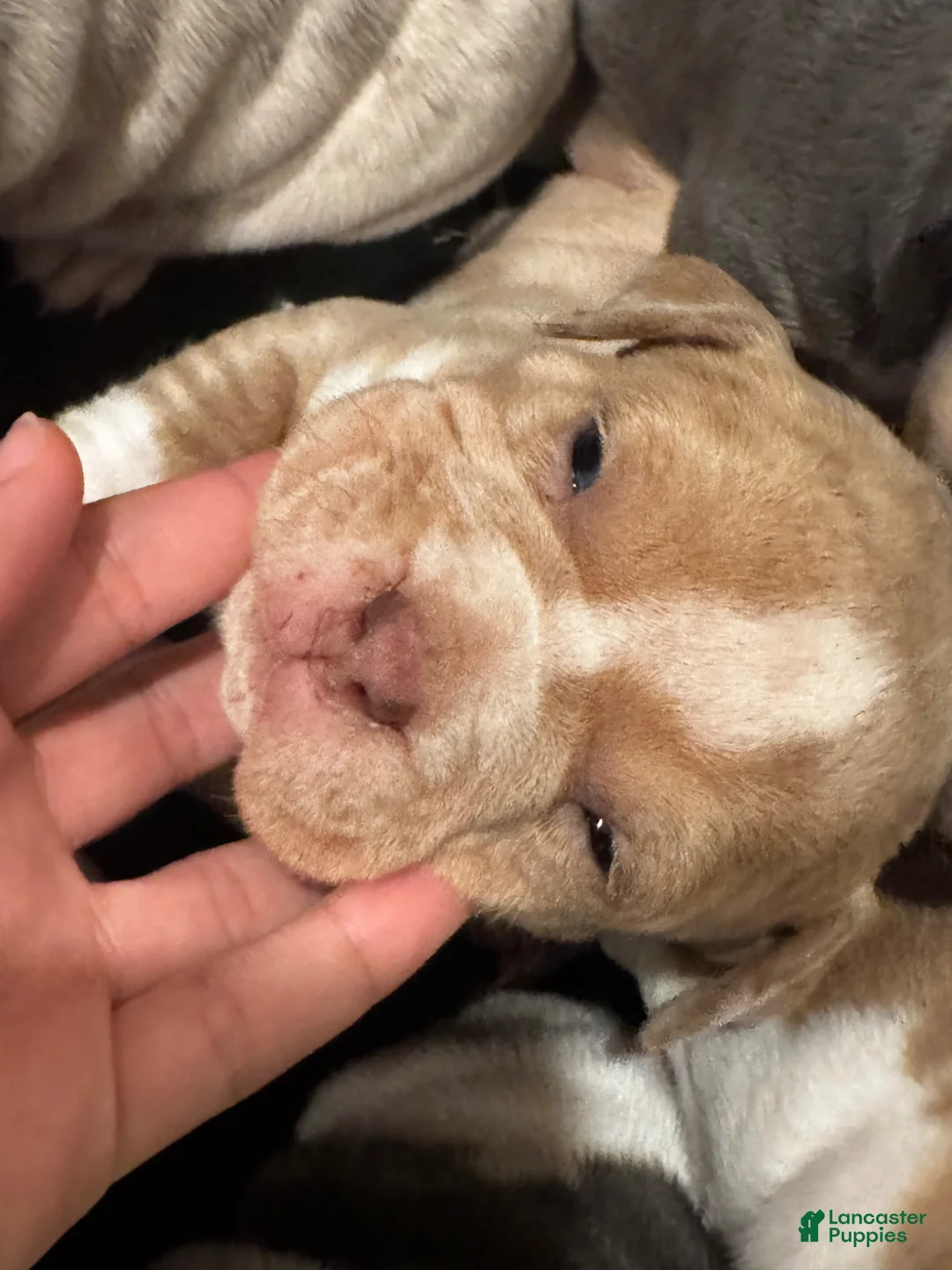 American Bully dogs for sale: lolla - Ad 4