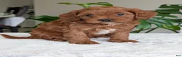 Cavapoo dogs for sale: Sara - Ad 19