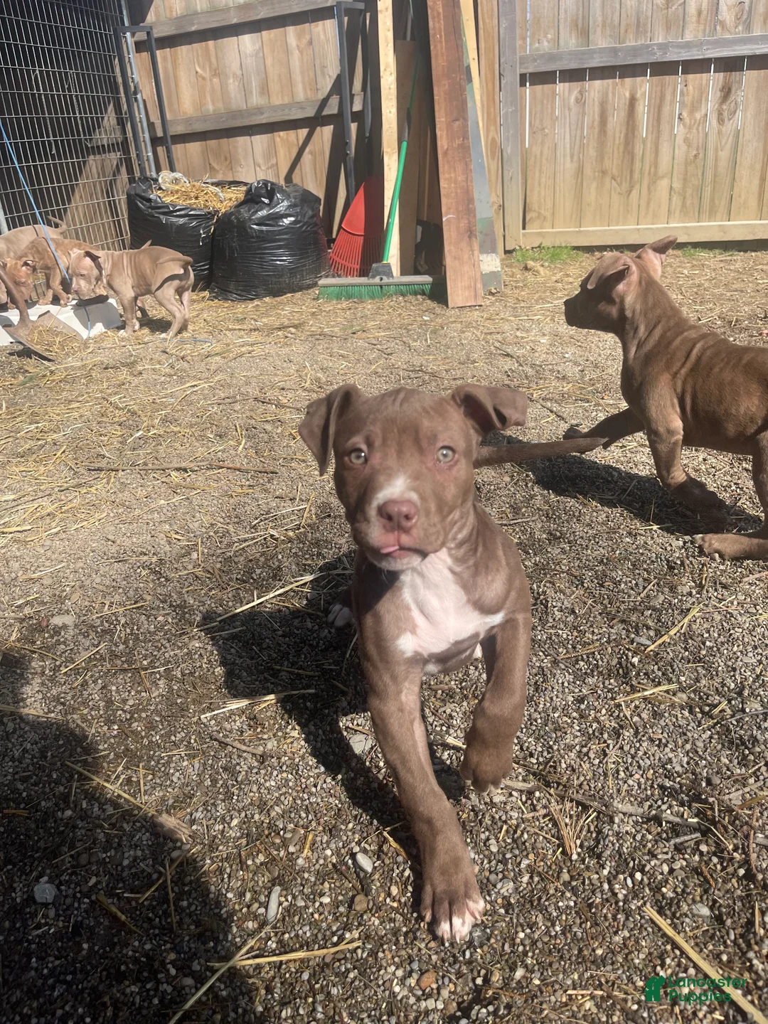 American Bully dogs for sale: American Bully Female 1 - Ad 2