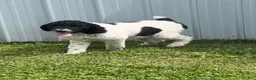 Sheepadoodle dogs for sale: Billy - Ad 4