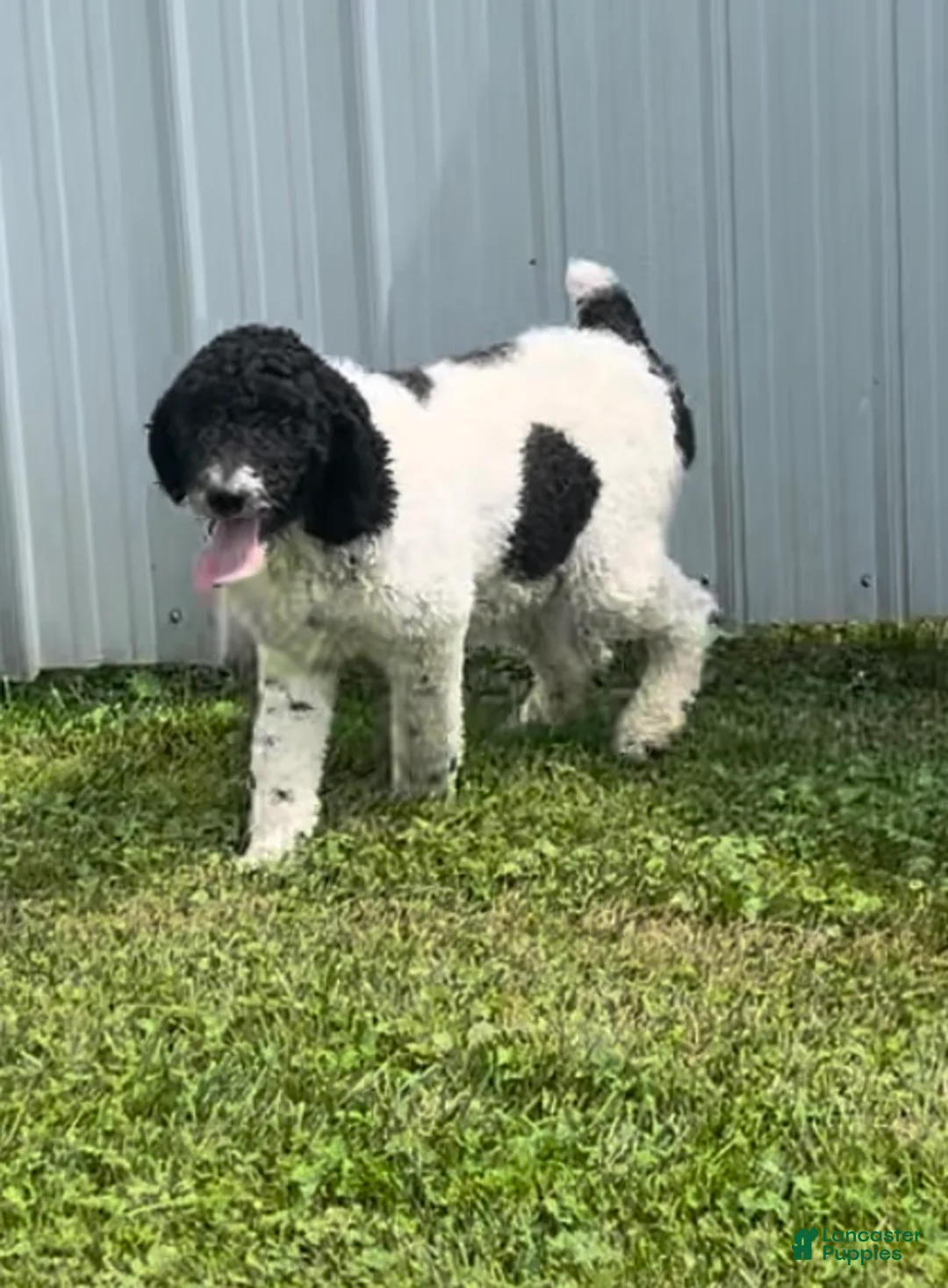 Sheepadoodle dogs for sale: Billy - Ad 4