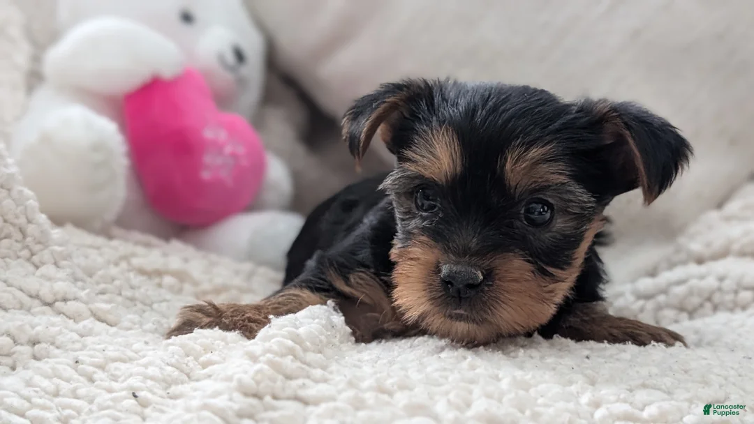 Yorkshire Terrier dogs for sale: Axel - Ad 4