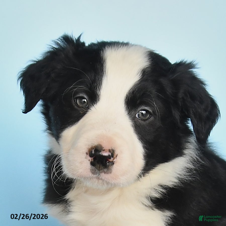 Border Collie dogs Shep - Ad 2